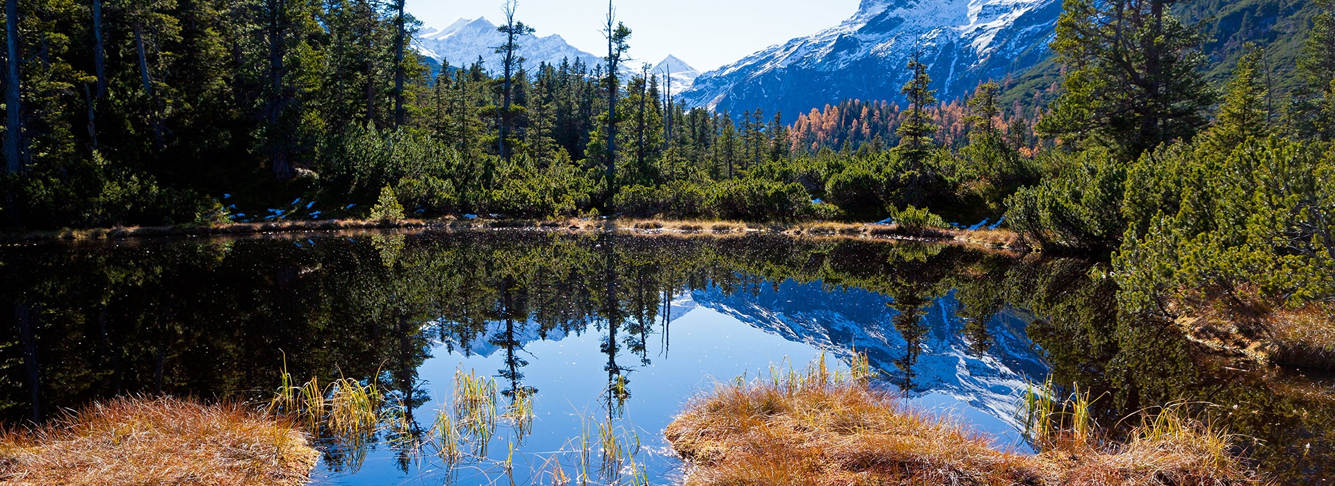 Wiegenwwald Sommer 2014   D